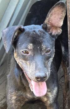Guido Sarducci -  Labrador Retriever and Hound Dog for Adoption in Hartsville, South Carolina - Guido Sarducci | PetCurious