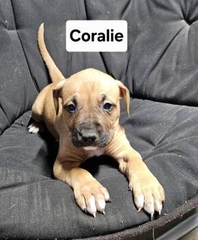 Mixed Breed Dogs Available for Adoption - Coralie (26-035 D) | PetCurious