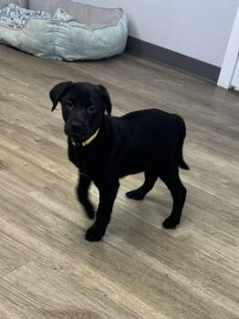 Labrador Retriever Dogs Available for Adoption in Jamestown, North Dakota - Libra | PetCurious