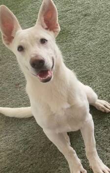 Rescue Labrador Retriever Dogs for Adoption in Midland, Texas - Blanca | PetCurious