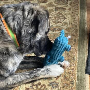 Mountain Cur and Mixed Breed Dogs Available for Adoption - Rossi | PetCurious