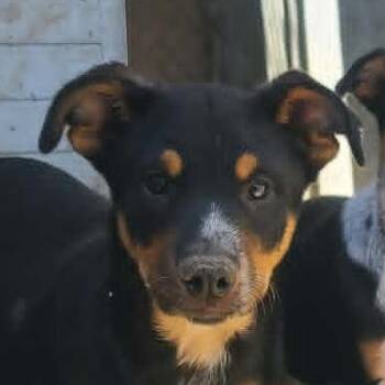 Monet -  Mixed Breed Dog for Adoption in Hemet, California - Monet | PetCurious
