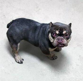 Mixed Breed Dogs Available for Adoption - Lucci | PetCurious