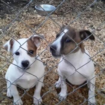 Mixed Breed Dogs Available for Adoption in Shorewood, Illinois - Izzy | PetCurious