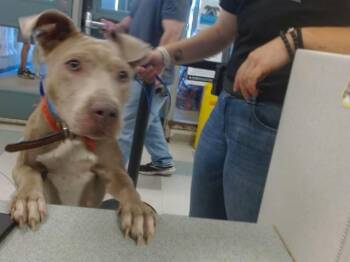 A479755 -  American Staffordshire Terrier Dog for Adoption in Oklahoma City, Oklahoma - A479755 | PetCurious