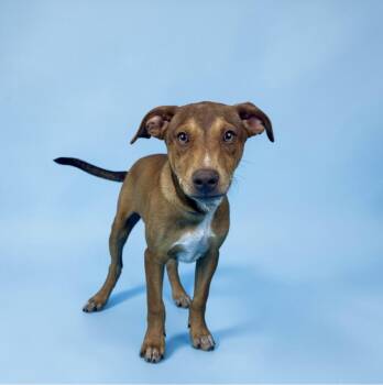Miniature Pinscher and Doberman Pinscher Dogs Available for Adoption in Alvin, Texas - Kennedy | PetCurious