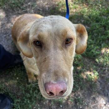 Sunshine-BCStray -  Yellow Labrador Retriever Dog for Adoption in Idaho Falls, Idaho - Sunshine-BCStray | PetCurious