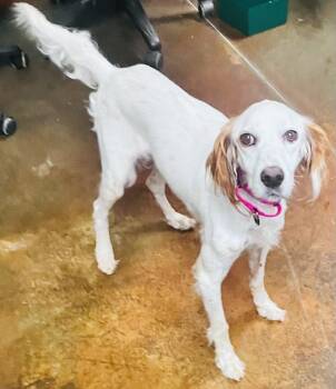 Eedee -  English Setter Dog for Adoption in Council Bluffs, Iowa - Eedee | PetCurious