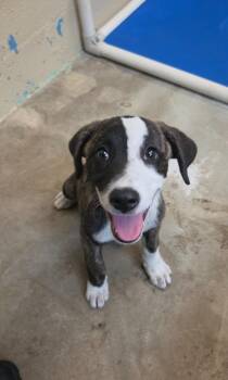 Maggie -  Boxer Dog for Adoption in Shelbyville, Tennessee - Maggie | PetCurious