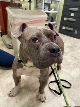 Rescue Mixed Breed Dogs for Adoption in Cincinnati, Ohio - Hot Toddy | PetCurious