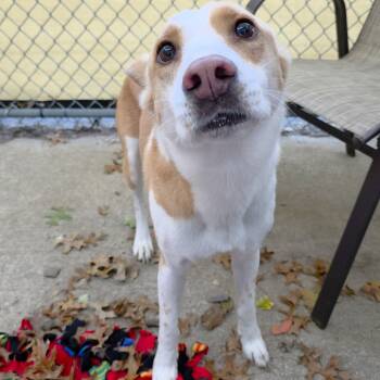Rescue German Shepherd Dog and Mixed Breed Dogs for Adoption in Michigan City, Indiana - Maizy | PetCurious