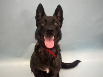 Reba -  Dutch Shepherd and Mixed Breed Dog for Adoption in Golden Valley, Minnesota - Reba | PetCurious