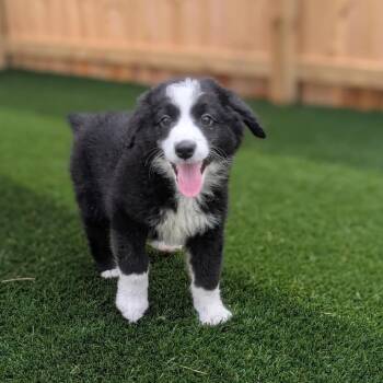 Truffle -  Australian Shepherd Dog for Adoption in La Grange, Kentucky - Truffle | PetCurious