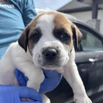 Great Pyrenees Dogs Available for Adoption - Blair | PetCurious