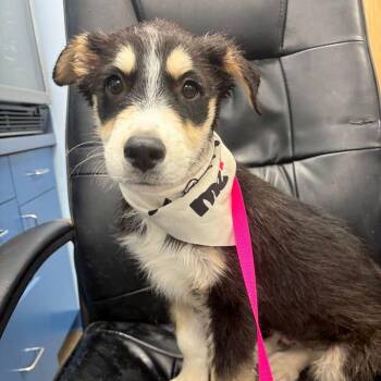 Paulie -  Shepherd Dog for Adoption in Kingman, Arizona - Paulie | PetCurious