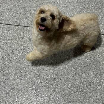 Crissy -  Cockapoo Dog for Adoption in Antwerp, Ohio - Crissy | PetCurious