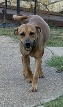 Rescue Mixed Breed Dogs for Adoption in Fort Worth, Texas - Bill | PetCurious