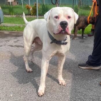 Morty -  Mixed Breed Dog for Adoption in Huntington, West Virginia - Morty | PetCurious
