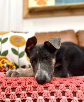Thor Good Shepherd -  German Shepherd Dog and Shepherd Dog for Adoption in Friendswood, Texas - Thor Good Shepherd | PetCurious