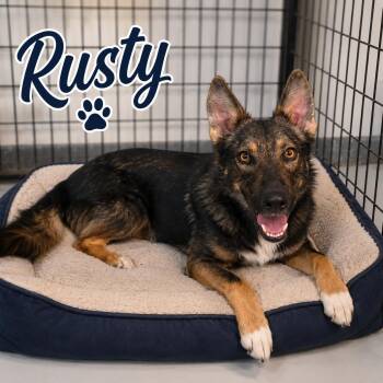 Rusty -  German Shepherd Dog Dog for Adoption in Momence, Illinois - Rusty | PetCurious