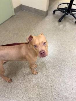 Pit Bull Terrier and Mixed Breed Dogs Available for Adoption - MICK | PetCurious