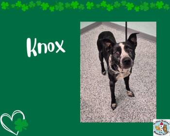 Terrier Dogs Available for Adoption - Knox | PetCurious