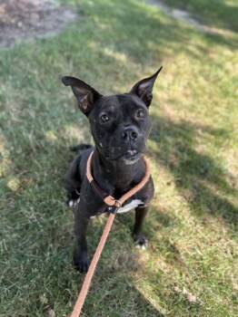 Kiwi -  Pit Bull Terrier and Mixed Breed Dog for Adoption in Westland, Michigan - Kiwi | PetCurious