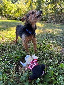 Harvey -  Yorkshire Terrier Dog for Adoption in Atlanta, Georgia - Harvey | PetCurious
