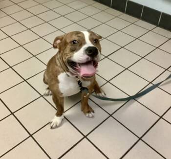 Rescue Pit Bull Terrier and Mixed Breed Dogs for Adoption in Largo, Florida - Ricky | PetCurious