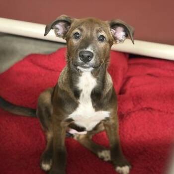 Telenovela -  Pit Bull Terrier and Shepherd Dog for Adoption in Sacramento, California - Telenovela | PetCurious