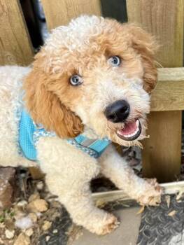 Romeo -  Poodle Dog for Adoption in Lee