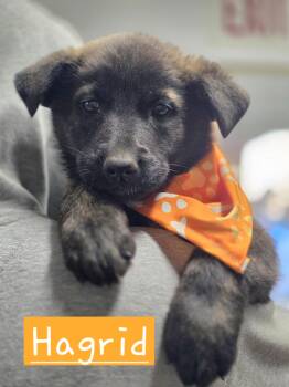 Dutch Shepherd Dogs Available for Adoption in Walthill, Nebraska - Hagrid | PetCurious