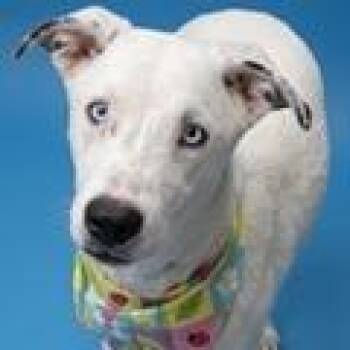 Opal -  Husky and Mixed Breed Dog for Adoption in Tampa, Florida - Opal | PetCurious