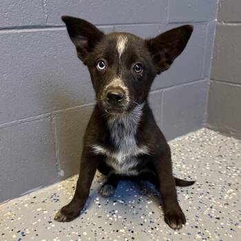 Australian Cattle Dog Blue Heeler and Husky Dogs Available for Adoption in Tuscaloosa, Alabama - Oreo | PetCurious
