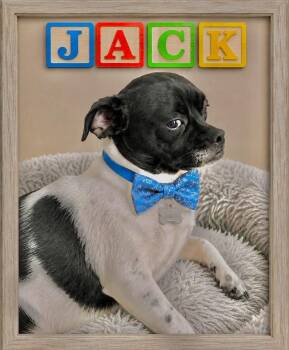 JACK -  Chug Dog Available for Adoption in Grand Prairie, Texas - JACK | PetCurious