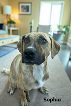 Rescue Mountain Cur Dogs for Adoption in Eloise, Florida - Sofia | PetCurious