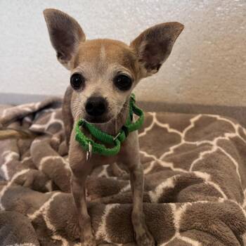Zero -  Mixed Breed Dog for Adoption in Los Angeles, California - Zero | PetCurious