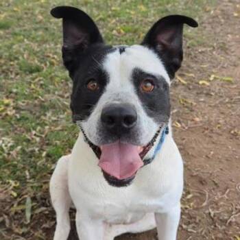 Panda -  American Staffordshire Terrier and Mixed Breed Dog for Adoption in Ashtabula, Ohio - Panda | PetCurious