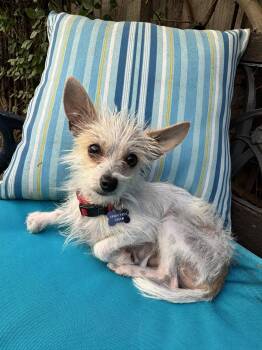 Nico -  Terrier Dog for Adoption in Santa Clara, California - Nico | PetCurious