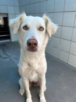 JOSIE -  Border Collie and Mixed Breed Dog Available for Adoption in Corpus Christi, Texas - JOSIE | PetCurious