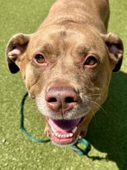 Clover -  Mixed Breed Dog for Adoption in Wichita, Kansas - Clover | PetCurious