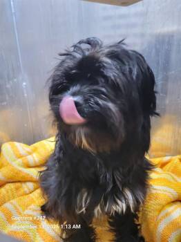 TUCKER -  Maltese Dog for Adoption in San Antonio, Texas - TUCKER | PetCurious