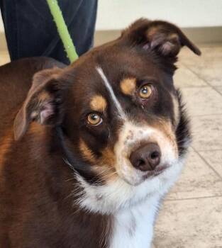 Border Collie Dogs Available for Adoption - Beamer | PetCurious