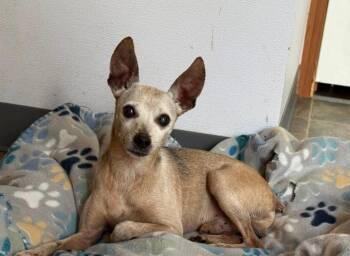 Chihuahua Dogs Available for Adoption in Winter Garden, Florida - Gerkin | PetCurious