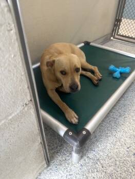 Rescue Labrador Retriever and Mixed Breed Dogs for Adoption in Brunswick, Georgia - DUCKIE | PetCurious