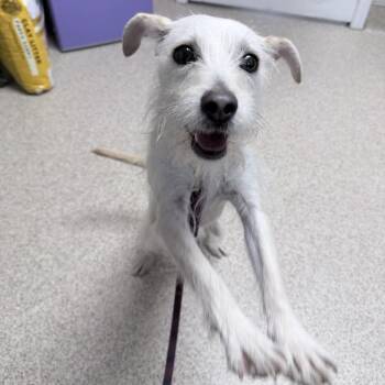Mixed Breed Dogs Available for Adoption in Medford, Oregon - Libi | PetCurious