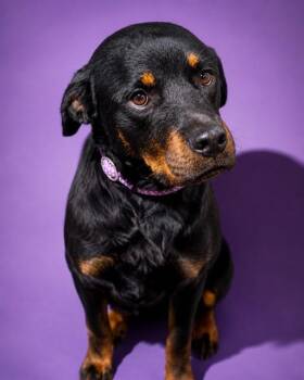 ARCANINE -  Mixed Breed Dog for Adoption in Jacksonville, Florida - ARCANINE | PetCurious