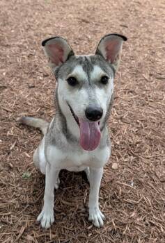 Siberian Husky Dogs Available for Adoption in Plano, Texas - Ruby A216202 | PetCurious