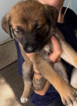 Harlee -  Mixed Breed Dog for Adoption in Mobile, Alabama - Harlee | PetCurious