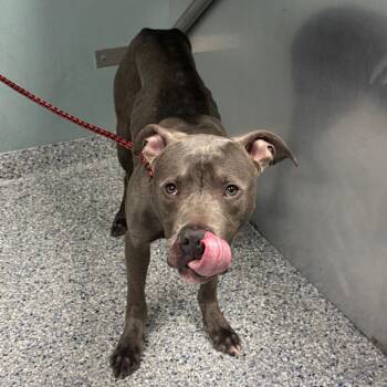 American Staffordshire Terrier Dogs Available for Adoption - Shadow | PetCurious